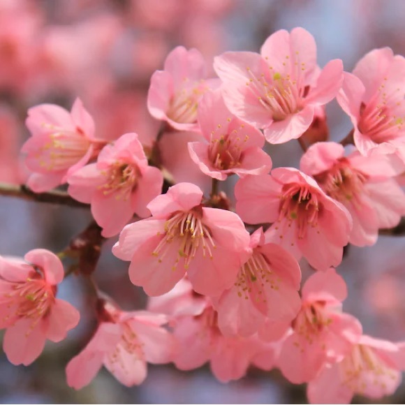 🌸 Meet your Posher, Sakura Blossom 🌸 - Picture 7 of 7